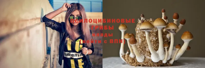 mega tor  Туринск  Галлюциногенные грибы Magic Shrooms 